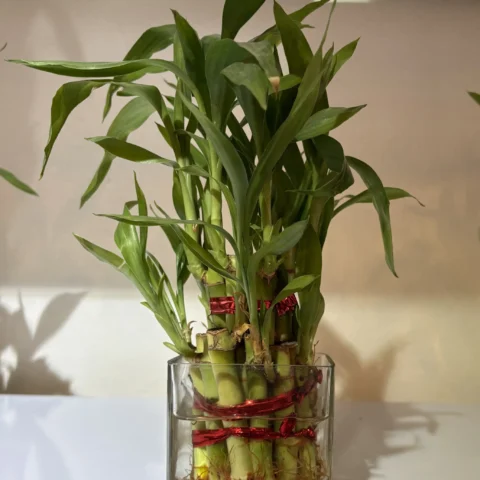 2 Layer Lucky Bamboo