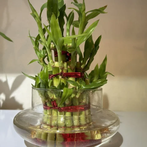 3 Layer Lucky Bamboo