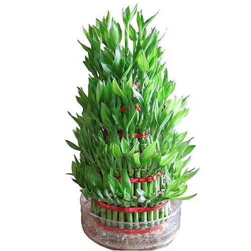 5 Layer Lucky Bamboo