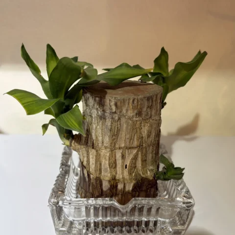 Brazilian Lucky Bamboo