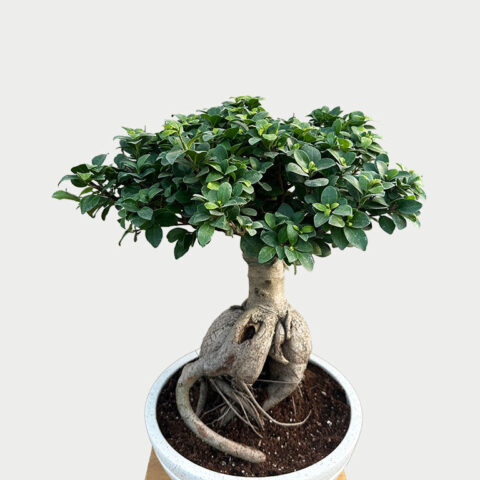 Ficus-Bonsai-Microcarpa