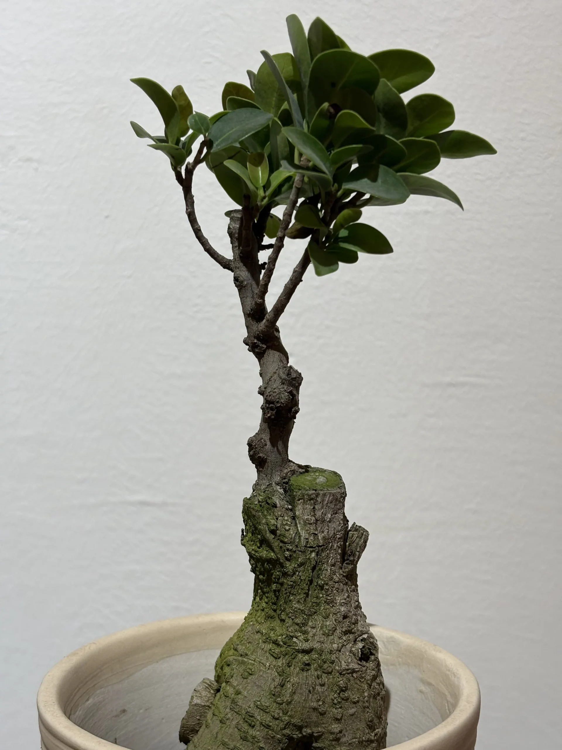 Ficus Bonsai Plant - Image 3