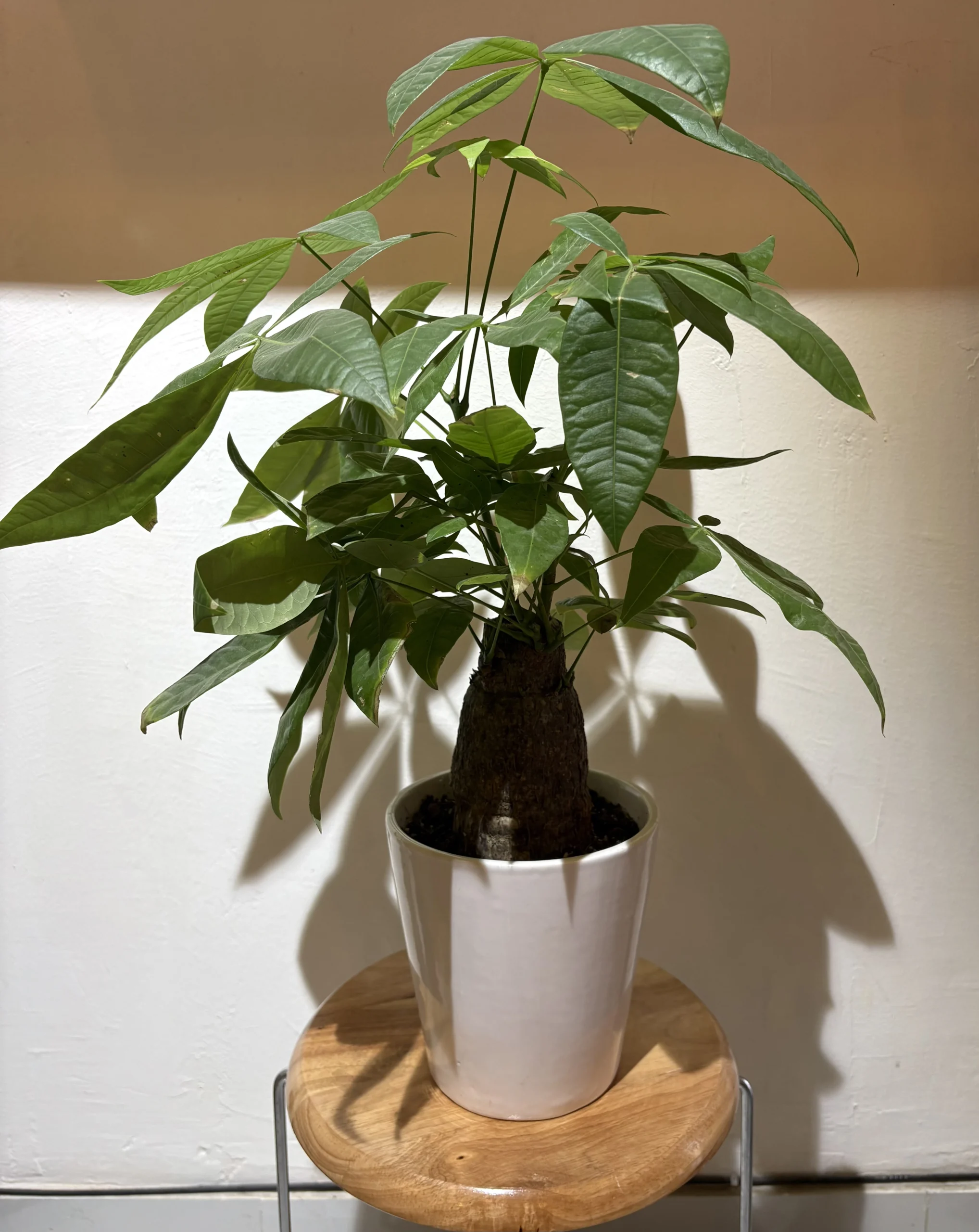 Pachira Aquatica Money Plant