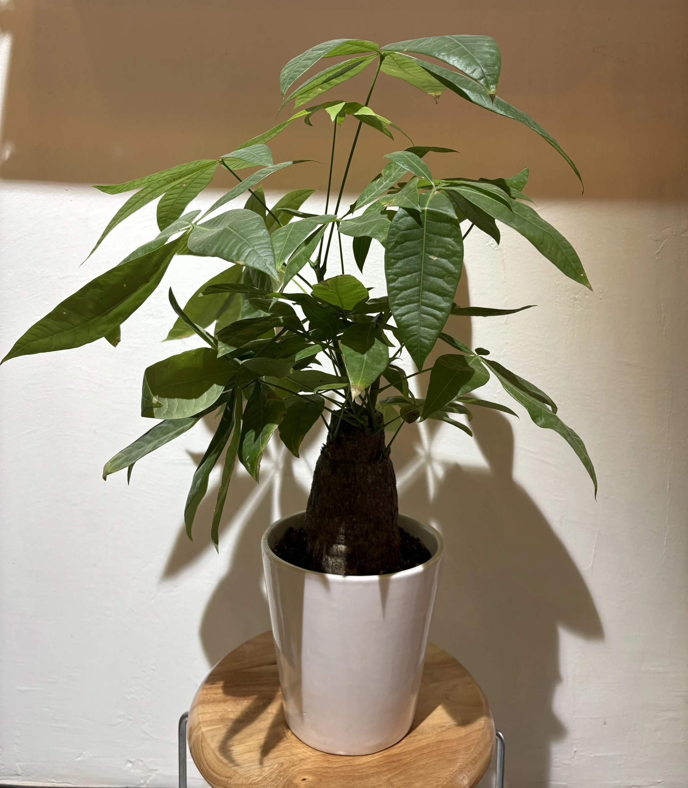 Pachira Aquatica Money Plant - Image 2