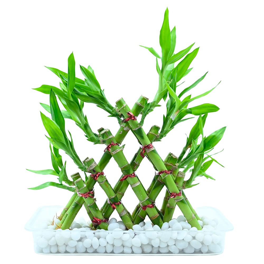 Pyramid Lucky Bamboo